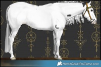 Horse Color:Black Splash Tobiano 