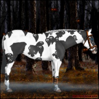 Horse Color:Black Splash Tobiano