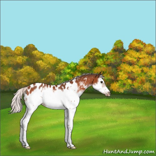 Horse Color:Silver Bay Sabino Splash Frame Appaloosa Rabicano 