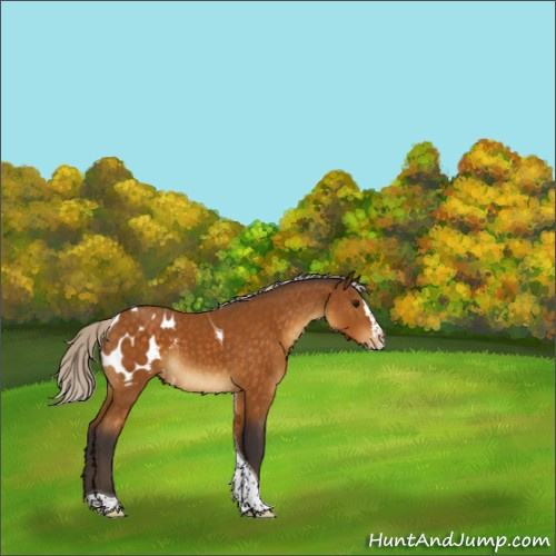 Horse Color:Silver Buckskin Sabino Splash Tobiano Appaloosa 