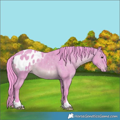 Horse Color:Watercolor Bay Dun Appaloosa Rabicano 
