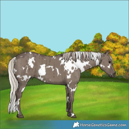 Horse Color:White Spotted Silver Grullo Brindle 