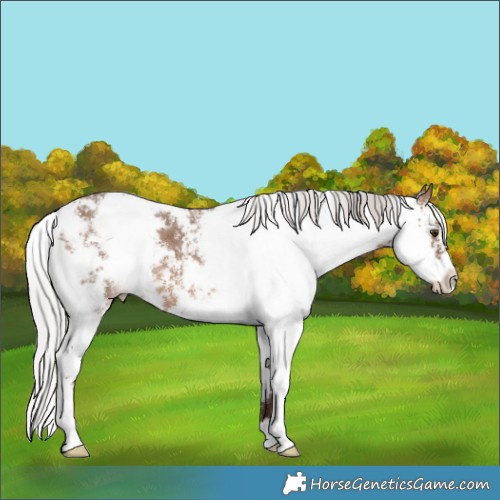 Horse Color:Silver Bay Dun Mushroom Sabino Brindle 