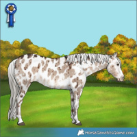 Horse Color:White Spotted Liver Red Dun Mushroom Appaloosa Brindle 