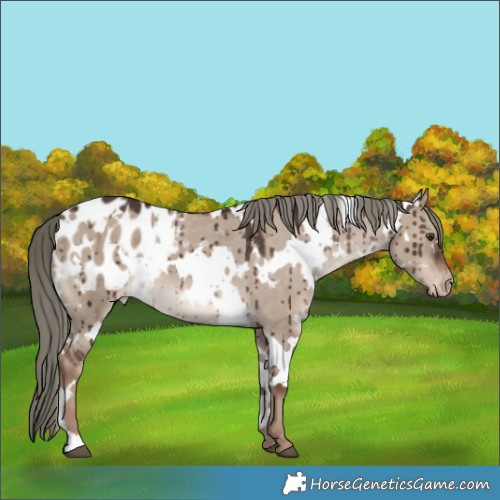 Horse Color:White Spotted Liver Red Dun Mushroom Appaloosa Brindle 