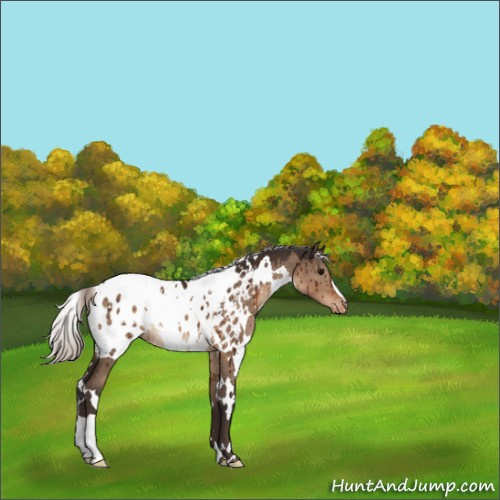 Horse Color:White Spotted Silver Brown Dun Appaloosa Brindle 