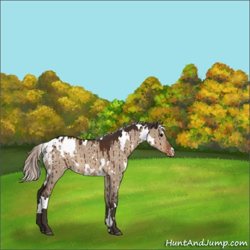 Horse Color:White Spotted Silver Brown Dun Appaloosa Brindle 