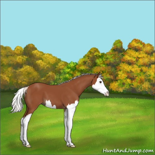 Horse Color:Silver Bay Splash 
