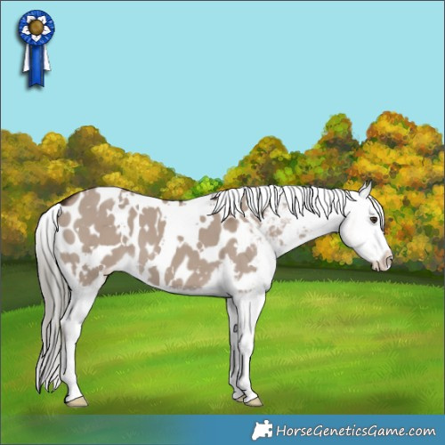 Horse Color:White Spotted Liver Red Dun Mushroom Appaloosa 