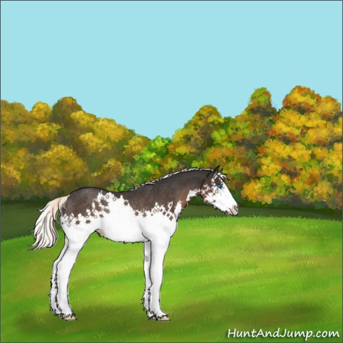 Horse Color:Liver Chestnut Mushroom Sabino Splash Rabicano 