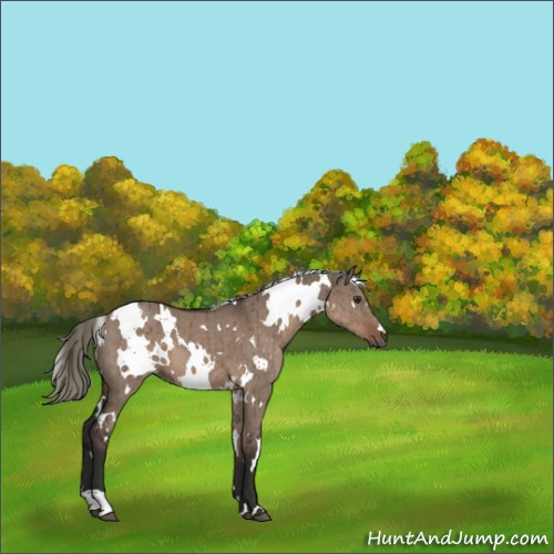 Horse Color:White Spotted Liver Red Dun Mushroom Brindle 