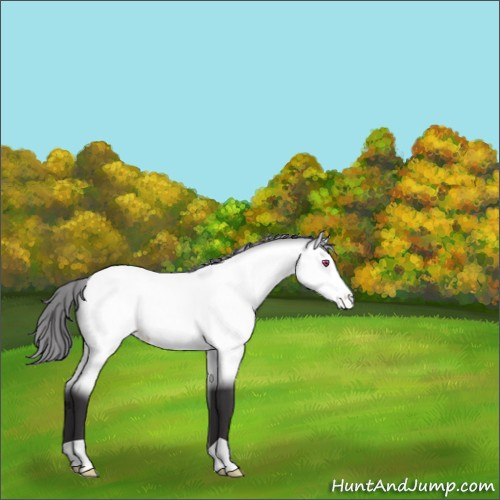 Horse Color:Buckskin Chinchilla Appaloosa 