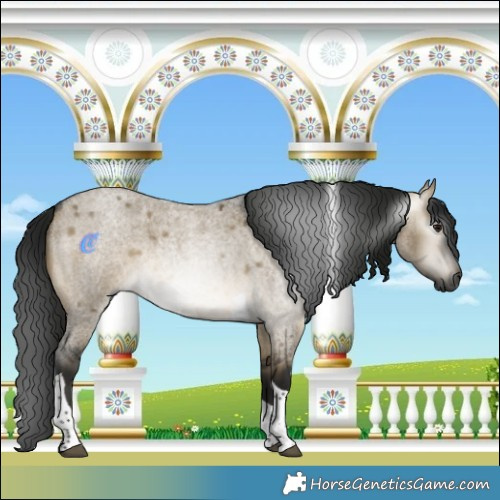 Horse Color:Gray Buckskin Roan Dun Tobiano 