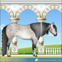 Horse Color:Gray Buckskin Roan Dun Tobiano 