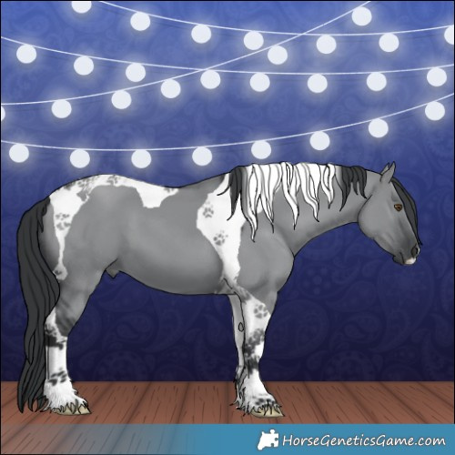 Horse Color:Grullo Chinchilla Tobiano 