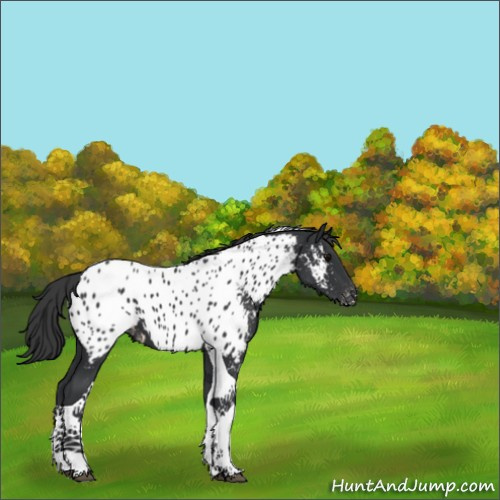 Horse Color:Black Tobiano Appaloosa 