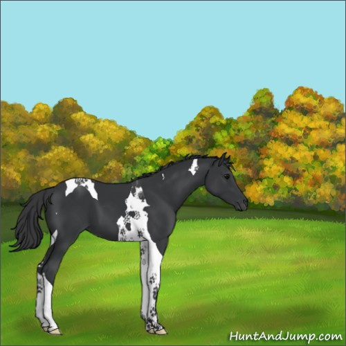 Horse Color:Black Tobiano 