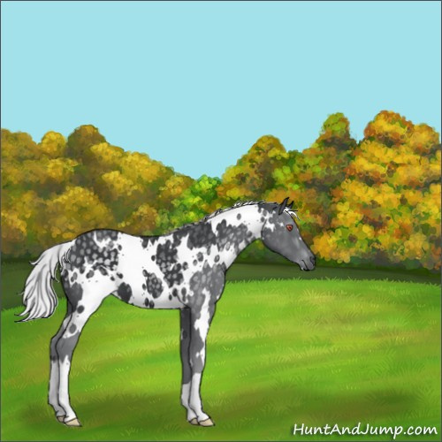 Horse Color:White Spotted Silver Black Chinchilla 