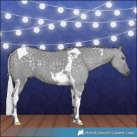 Horse Color:Silver Grullo Chinchilla Tobiano