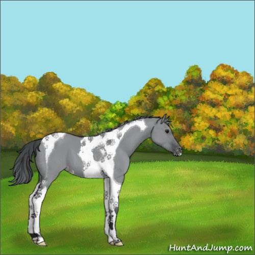 Horse Color:Grullo Chinchilla Tobiano Appaloosa 