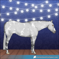 Horse Color:White Spotted Grullo Chinchilla Appaloosa 