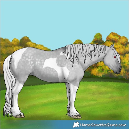 Horse Color:Silver Grullo Chinchilla Tobiano 