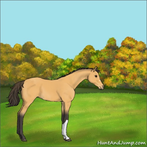 Horse Color:Unknown 