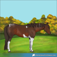 Horse Color:Liver Chestnut Tobiano 
