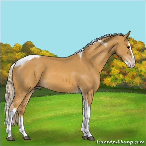 Horse Color:Palomino Splash Tobiano 