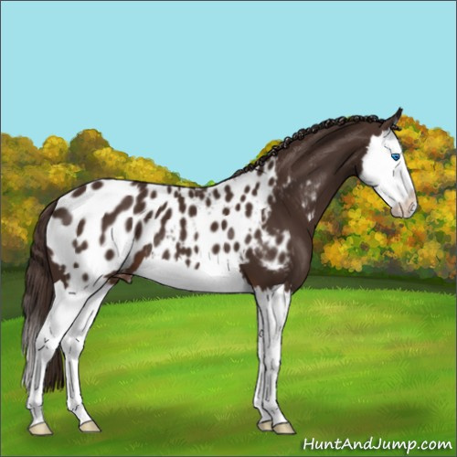 Horse Color:Liver Chestnut Splash Appaloosa 