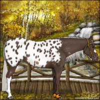 Horse Color:Liver Chestnut Mushroom Near Leopard