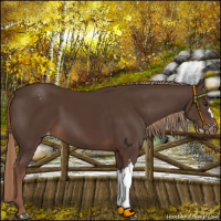 Horse Color:Liver Chestnut Snowcap 