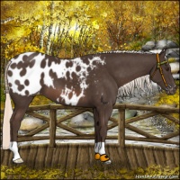 Horse Color:Liver Chestnut Mushroom Appaloosa 