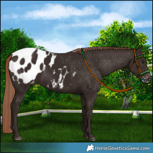 Horse Color:Liver Chestnut Appaloosa 