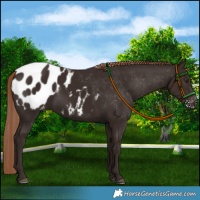 Horse Color:Liver Chestnut Appaloosa 