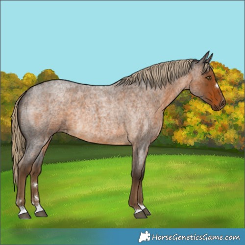 Horse Color:Chocolate Palomino Roan Rabicano 