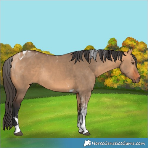 Horse Color:Bay Dun Tobiano Rabicano 