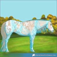 Horse Color:Thunderstruck Gold Champagne Dun Appaloosa 