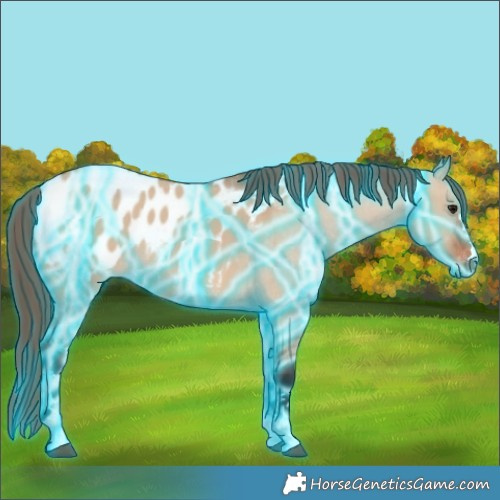 Horse Color:Thunderstruck Bay Dun Appaloosa 