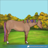 Horse Color:Painted Red Dun 