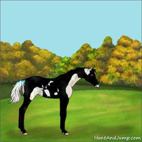 Horse Color:Silver Sable Champagne Ice Splash Tobiano 