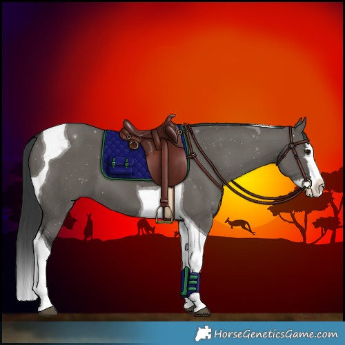 Horse Color:Grullo Splash Tobiano 