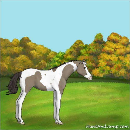 Horse Color:Smoky Grullo Sabino Splash Tobiano 
