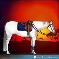 Horse Color:Brown Dun Splash Tobiano Frame 