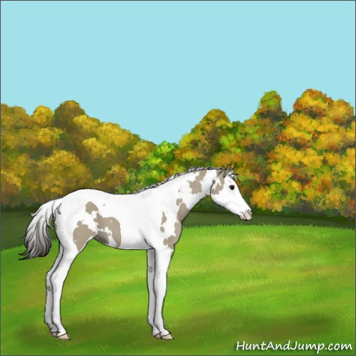 Horse Color:White Spotted Smoky Grullo Splash Tobiano 