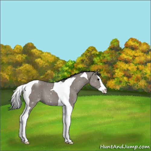 Horse Color:Grullo Splash Tobiano 