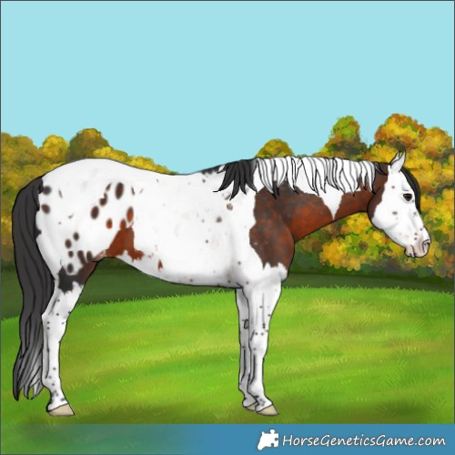 Horse Color:Brown Splash Tobiano Appaloosa 