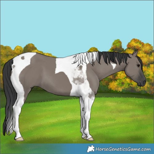 Horse Color:Grullo Tobiano 