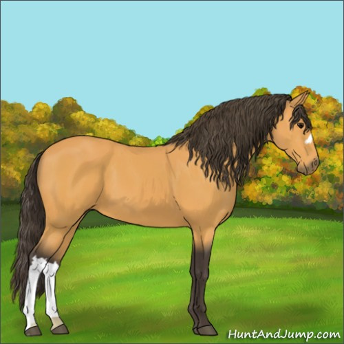 Horse Color:Buckskin 