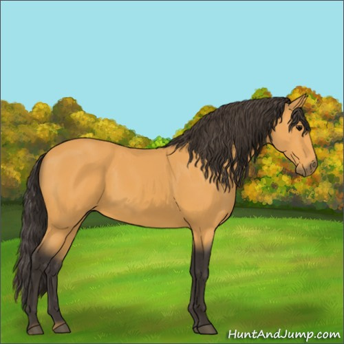 Horse Color:Buckskin 
